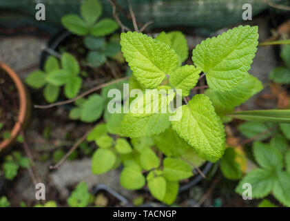 Melissa pianta medicinale Melissa crescente incapsulate all'aperto Foto Stock