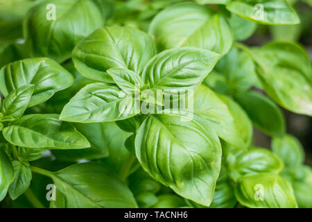Piante di basilico Ocimum basilicum crescente incapsulate all'aperto Foto Stock