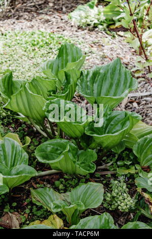 Isola Chatham dimenticare-me-non (Myosotidium hortensia) Foto Stock