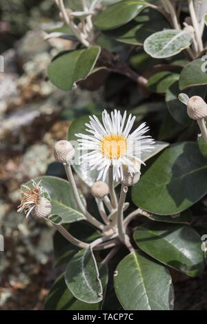 Markborough Rock Daisy, Pachystegia insignis è una specie di piante da fiore in daisy famiglia Asteraceae. È endemico della Nuova Zelanda. Foto Stock