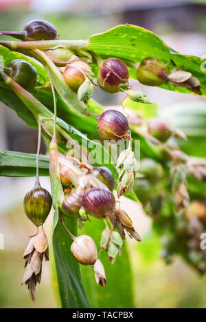 I tears coix lachryma jobi / frutta verde di lavoro impianto di lacrime sul tree - cinese fresco di orzo perlato materie coixseed messa a fuoco selettiva Foto Stock