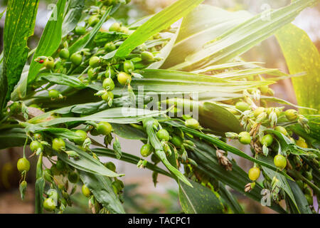 I tears coix lachryma jobi / frutta verde di lavoro impianto di lacrime sul tree - cinese fresco di orzo perlato materie coixseed messa a fuoco selettiva Foto Stock