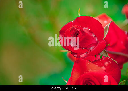 Rose rosse. Bellissime rose rosse con rugiada di mattina su petali prese con profondità di campo ridotta. Foto Stock