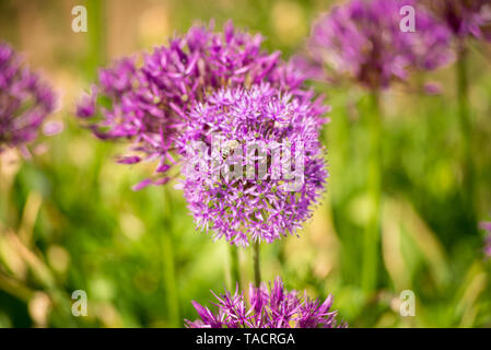 Close up di Allium viola sensazione fiore con ape sulla parte superiore Foto Stock