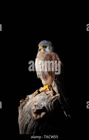 Splendido ritratto del Gheppio Falco tinnunculus in studio di impostazione su sfondo nero Foto Stock