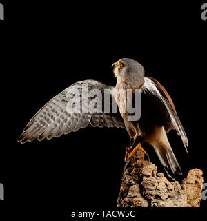 Splendido ritratto del Gheppio Falco tinnunculus in studio di impostazione su sfondo nero Foto Stock