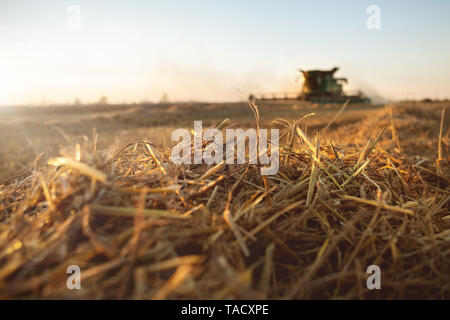 La paglia e la mietitrebbia su un raccolto campo di grano Foto Stock