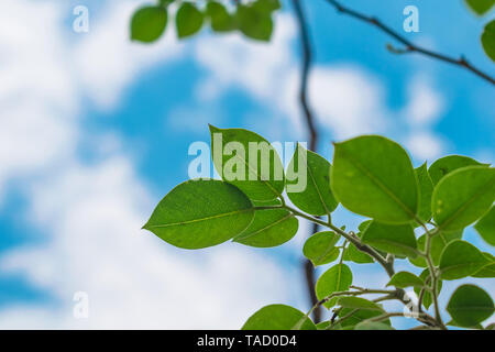 Close up vains in una foglia verde splendente di luce.il cielo blu e nuvole bianche in background. Foto Stock