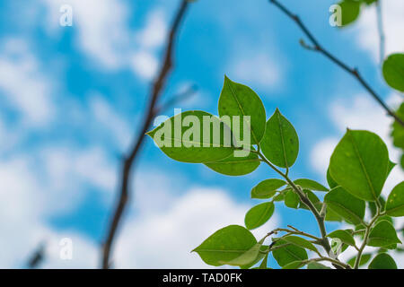 Close up vains in una foglia verde splendente di luce.il cielo blu e nuvole bianche in background. Foto Stock