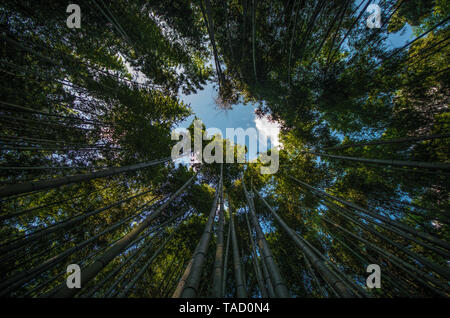 Colpo di foreste di bambù da sotto Foto Stock