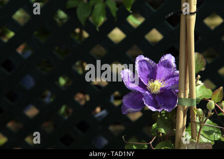 Clematis 'Kingfisher' Evipo037, un arrampicatore deciduo di medie dimensioni della famiglia Ranunculaceae con spazio di copia Foto Stock