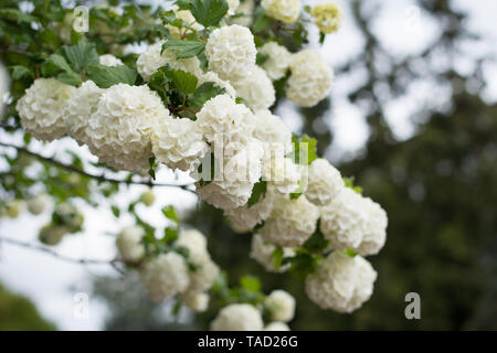 Primo piano della macchia guelderrose ricoperta di fiori bianchi Foto Stock