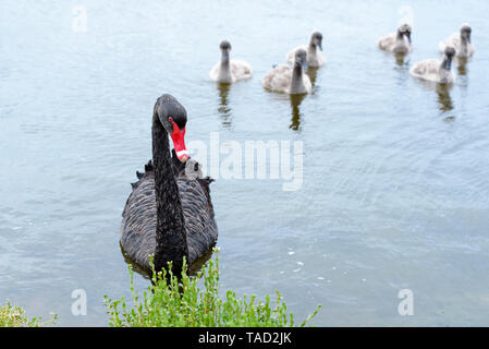 Black Swan, Cygnus atratus, madre con cygnets in background, Port Fairy, Victoria Australia Foto Stock