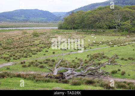 Ynys Hir RSPB riserva, Dyfi valley, Ceredigion, Galles Foto Stock