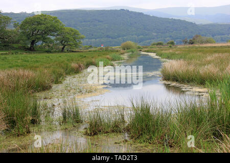 Ynys Hir RSPB riserva, Dyfi valley, Ceredigion, Galles Foto Stock