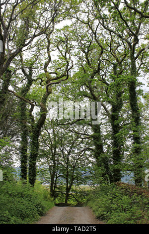 Ynys Hir RSPB riserva, Dyfi valley, Ceredigion, Galles Foto Stock