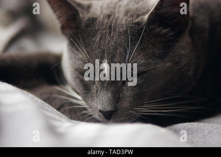 Grigio home cute cat con un punto bianco sulla sua fronte dormire sonni tranquilli, giacente su una coperta Foto Stock