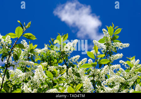 Prunus padus, noto anche come bird ciliegia, hackberry, hagberry o Mayday tree, al di fuori del tempo molto soleggiato con cielo blu in background. Foto Stock