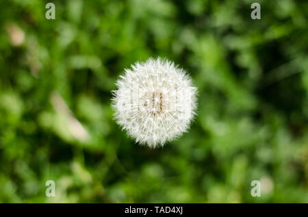 Taraxacum, tarassaco trasformato in "Pronto per il volo " semi di erba ore diurne a molla Foto Stock
