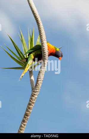 Rainbow lorikeet su un cielo blu di sfondo, seduto su un ramo di un albero di palma, guardando verso il basso Foto Stock