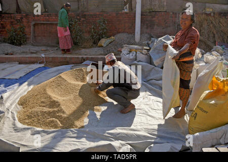 Gli agricoltori in sacchi essiccate al sole riso, Bhaktapur, Valle di Kathmandu, Nepal Foto Stock