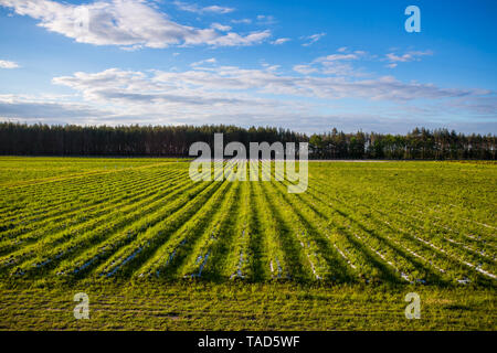 Un campo con righe di fragole è una vista dall'alto. Agricoltura per la coltivazione di bacche Foto Stock