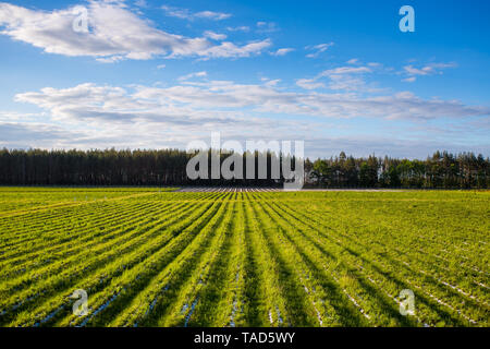 Un campo con righe di fragole è una vista dall'alto. Agricoltura per la coltivazione di bacche Foto Stock