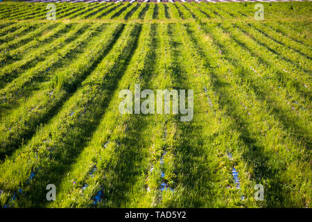 Un campo con righe di fragole è una vista dall'alto. Agricoltura per la coltivazione di bacche Foto Stock