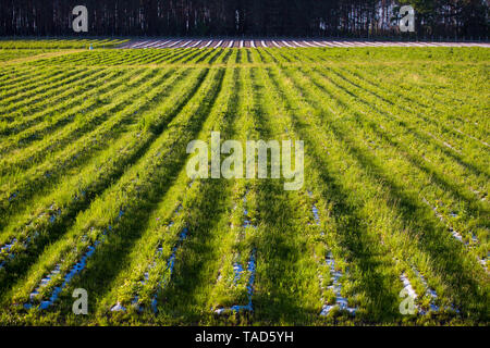 Un campo con righe di fragole è una vista dall'alto. Agricoltura per la coltivazione di bacche Foto Stock