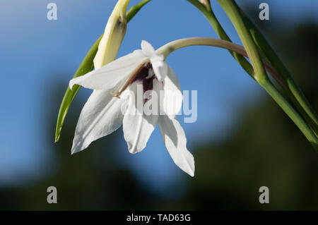 Bella Crocus bianco fiore macro close-up illuminato dal sole contro il cielo blu Foto Stock