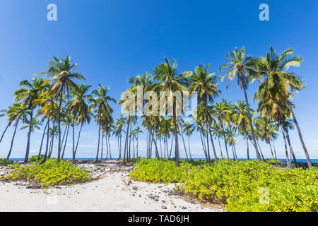 Stati Uniti d'America, Hawaii, Big Island, Pu'uhonua o Honaunau National Park, palme sulla spiaggia Foto Stock
