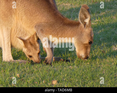 Canguro con un bambino in una sacca mamme closeup mangiare erba Foto Stock