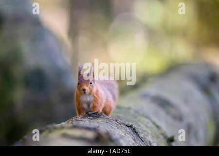 Scoiattolo rosso sul tronco di albero Foto Stock