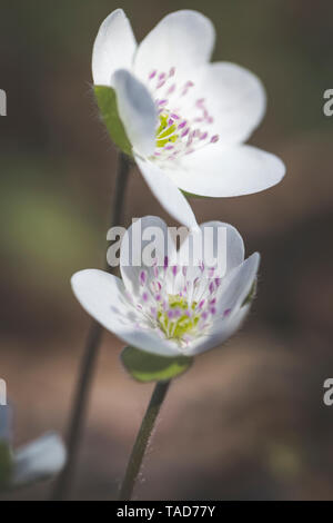 Due fiori di White epatiche, close-up Foto Stock