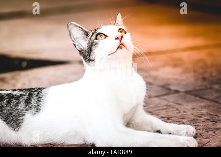 Fantastico, fantastico e bellissimo gatto sul marciapiede della casa cercando Foto Stock