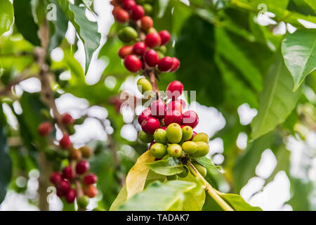 Bacche di caffè, close-up Foto Stock