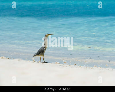 Airone cenerino, Ardea cinerea, giovane animale a piedi la spiaggia Foto Stock