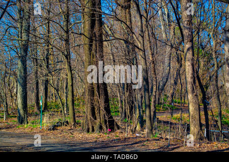 Gli alberi del parco durante la primavera Foto Stock