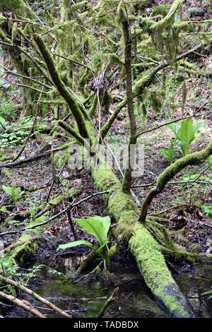 Fotografia di un albero caduto coperte di muschio in un Squamish BC Canada foresta di pioggia. Foto Stock