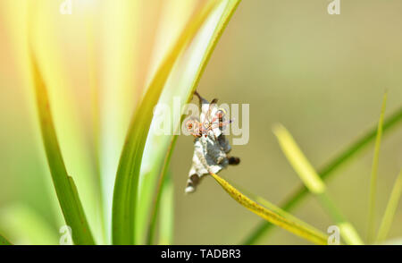 Tree wasp o carta vespa sul nido su foglia verde in background della natura Foto Stock