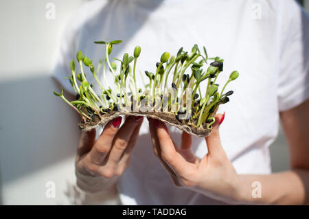 Modello femminile è in possesso di un pezzo di materie germogliato microgreens sulla sua camicia bianca dello sfondo. La faccia non è visibile. Cibo sano, agricoltura a casa, dieta Foto Stock