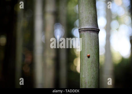 Coccinella sul bambù Foto Stock