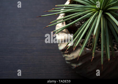 Dentato per piante succulente in vaso di ceramica isolata sul legno scuro lo sfondo di close-up Foto Stock