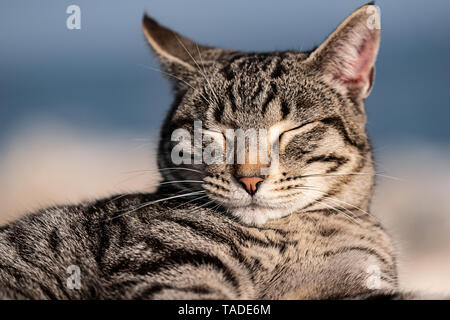 Striped cat rilassante nella luce del sole sul mare Foto Stock