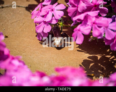 Un giapponese di cinque rivestita skink lizard si nasconde sotto alcuni fiori di colore rosa su un terreno paesaggistico di collina in un parco giapponese. Foto Stock