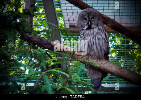 Grande Foresta owl seduta su La fronda in una gabbia di zoo e di guardare direttamente la telecamera, oscurato vignette Foto Stock