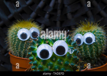 Funny cactus famiglia, tre piccole piante succulente cactus con gli occhi di plastica che cresce in un pots Foto Stock