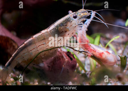 Un Amano shrimp alimentazione su un morto phantom rosso tetra in un acquario domestico. Foto Stock