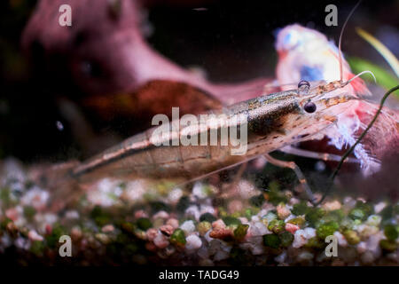 Un Amano shrimp alimentazione su un morto phantom rosso tetra in un acquario domestico. Foto Stock
