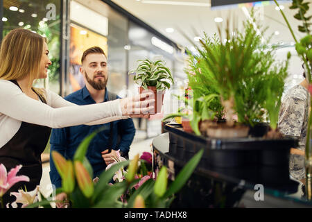 Il cliente la scelta di pianta in vaso in negozio di fiori Foto Stock